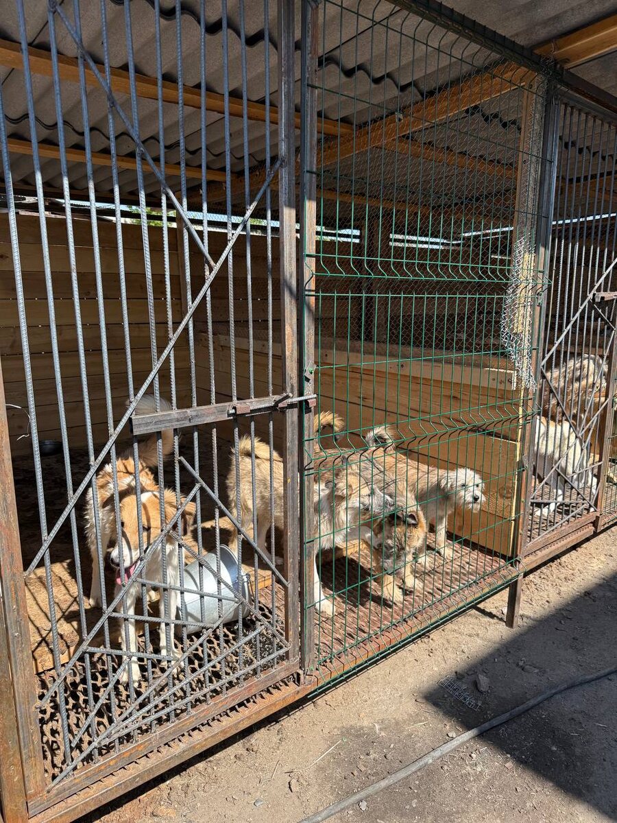 Жители приюта Ананда