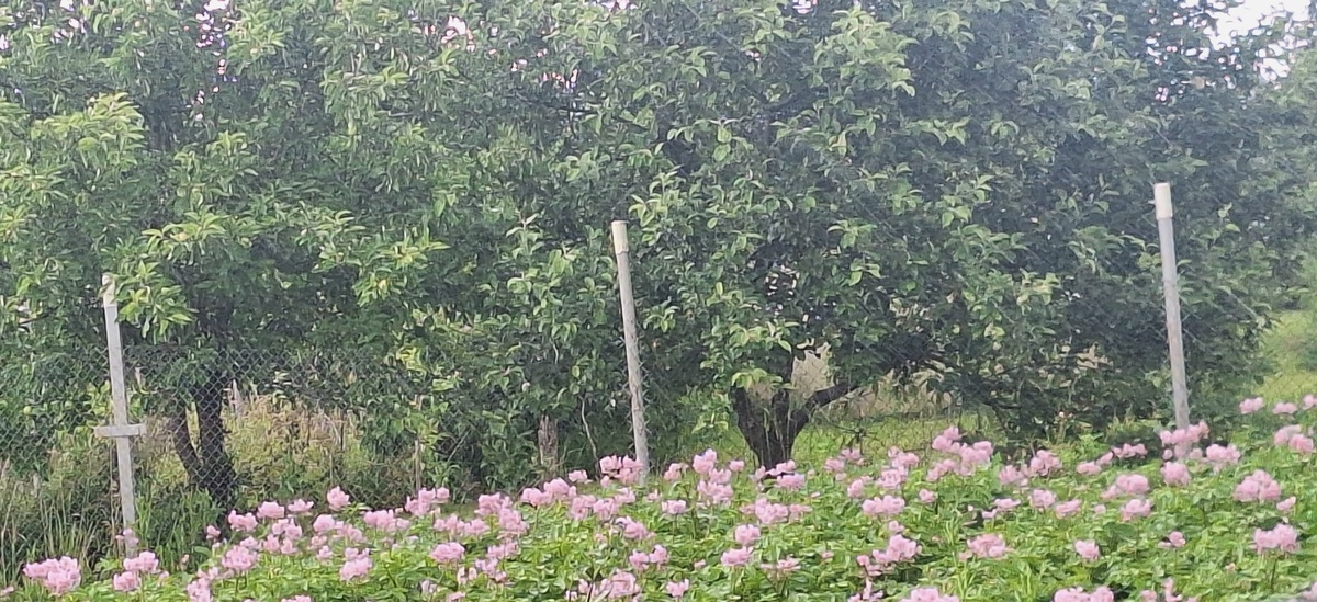 Цветёт рязанская картошка