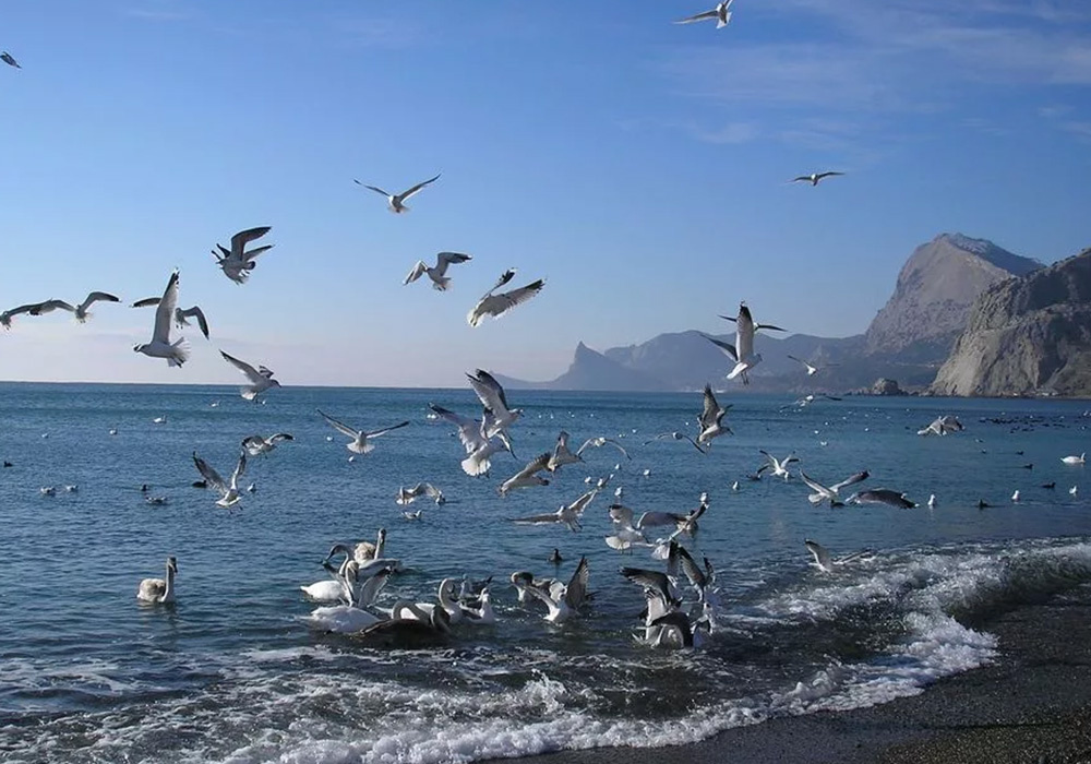 Крым. Набережная Судака. Чайки (фото из открытого источника Яндекс).