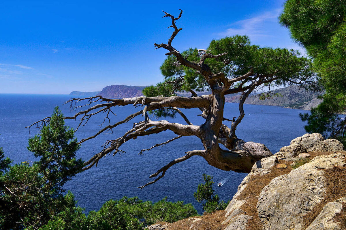 Крым. Сосна. Мыс Айя (Фото из открытого источника Яндекс).