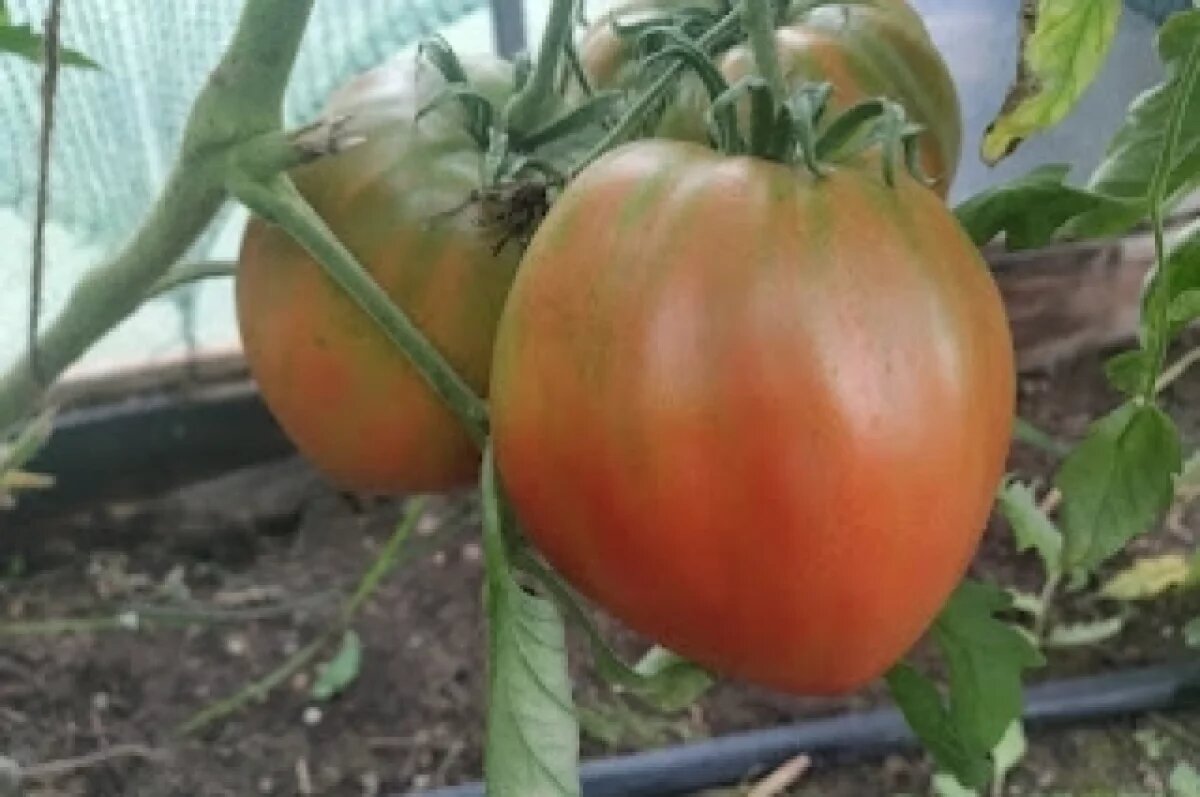    Новосибирский агроном раскрыла секрет подкормки помидоров