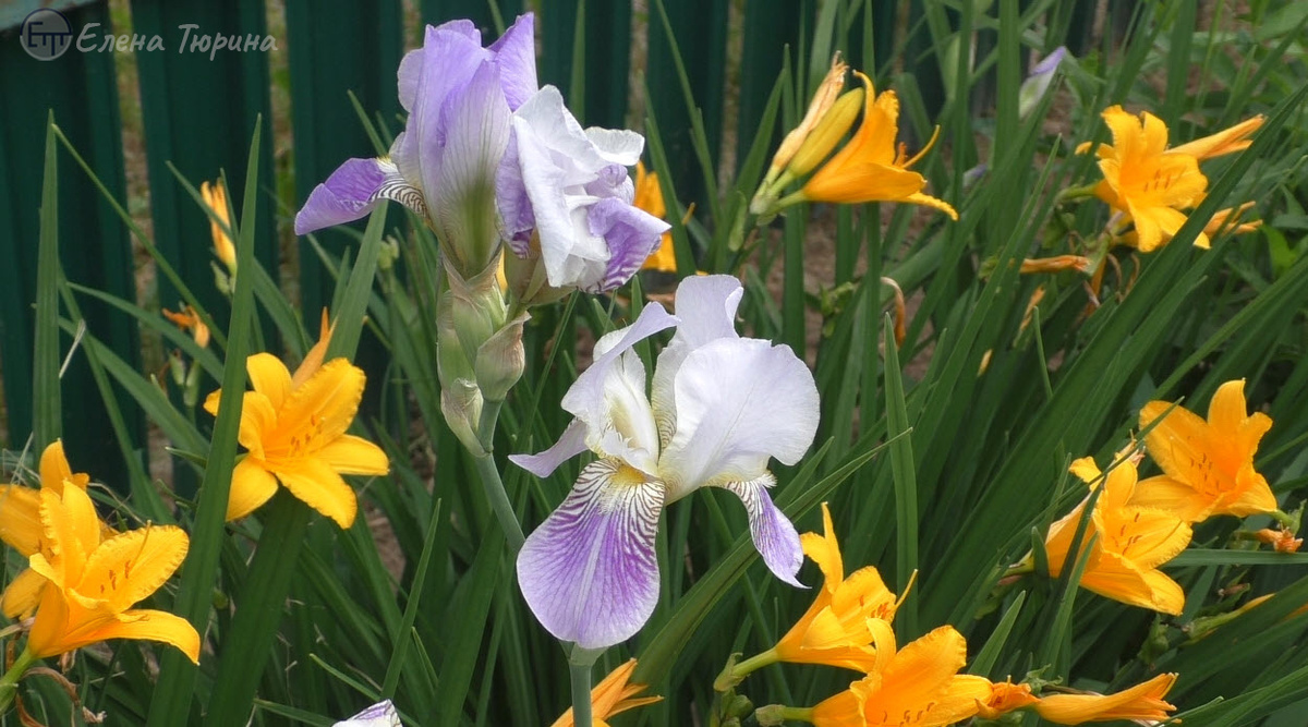 Фото: Елены Тюриной. Ирисы на фоне лилейника. Начало июня 2025 г.