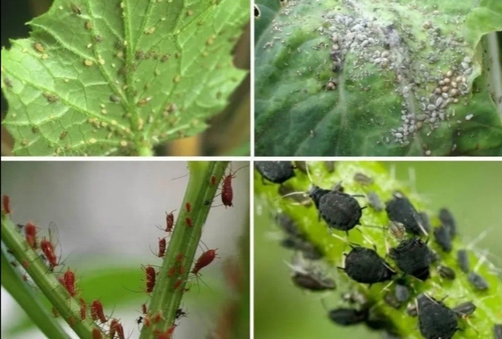 тля на кустарниках/фото инет свободный доступ