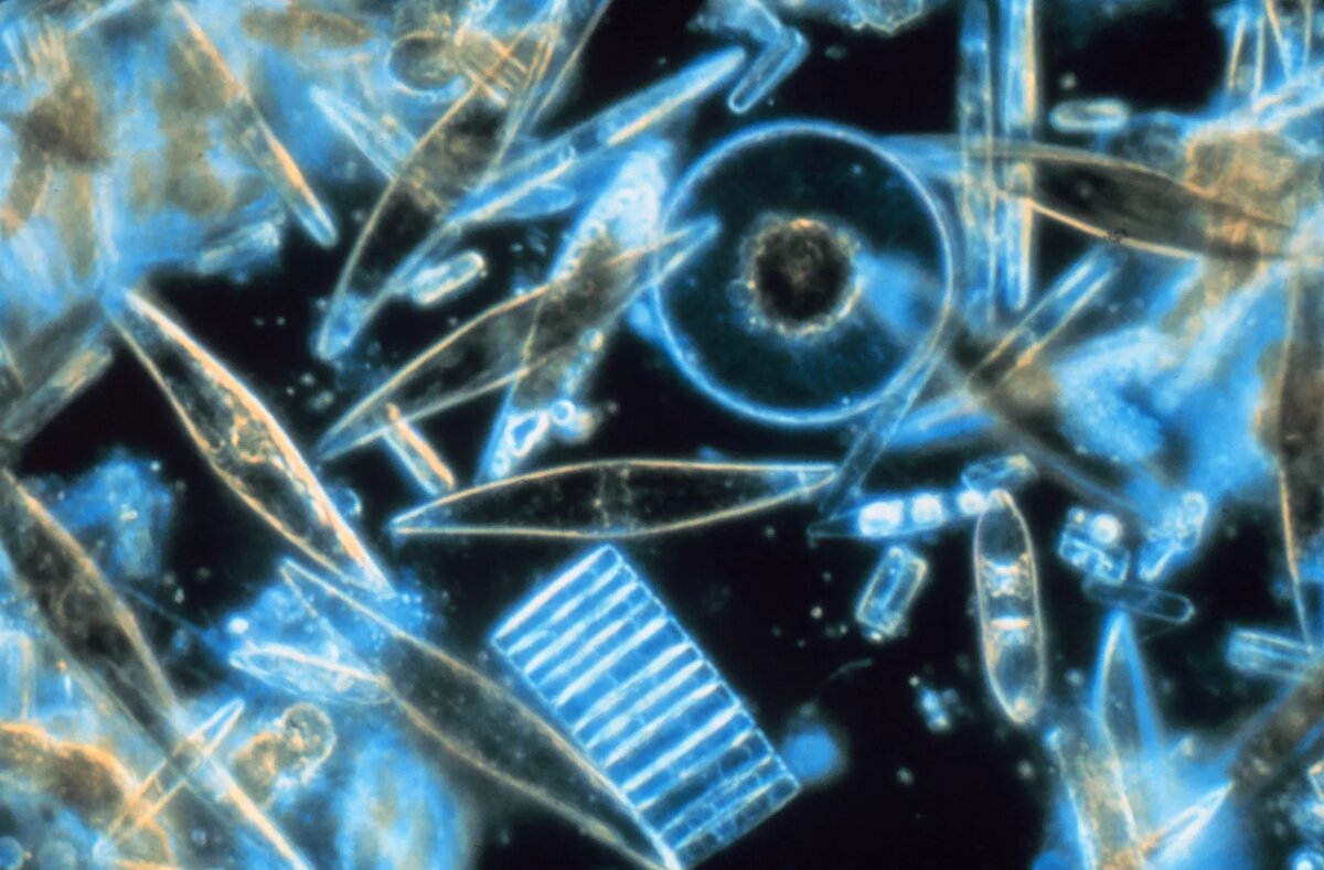 © schmidtocean.org