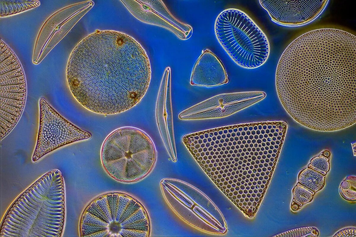 Диатомовые водоросли / © scientificamerican.com