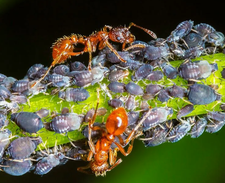 Тля и муравьи