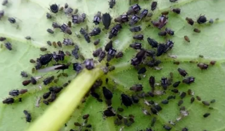 Тля на огурцах