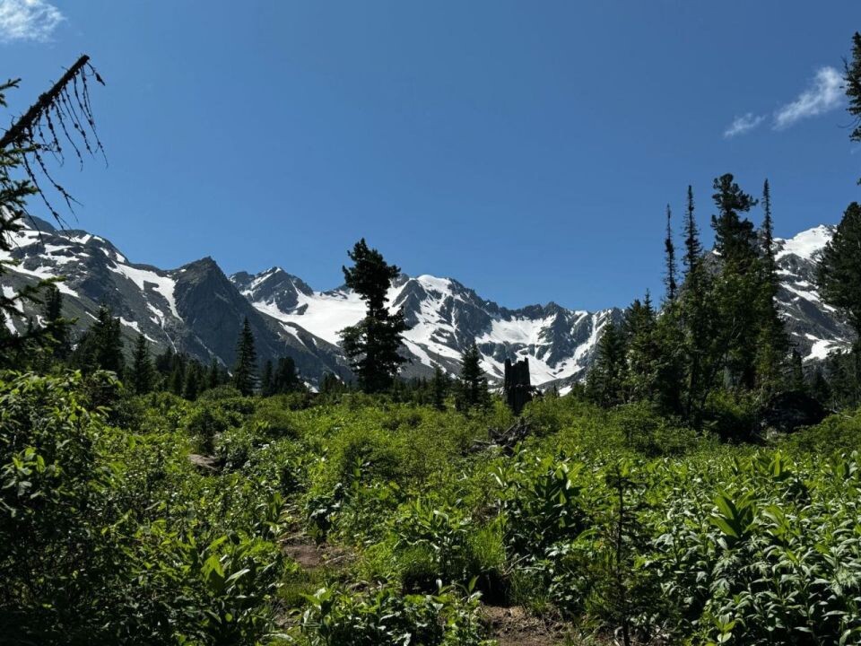    Катунский заповедник. Источник: Максим Ерлин / Катунский заповедник