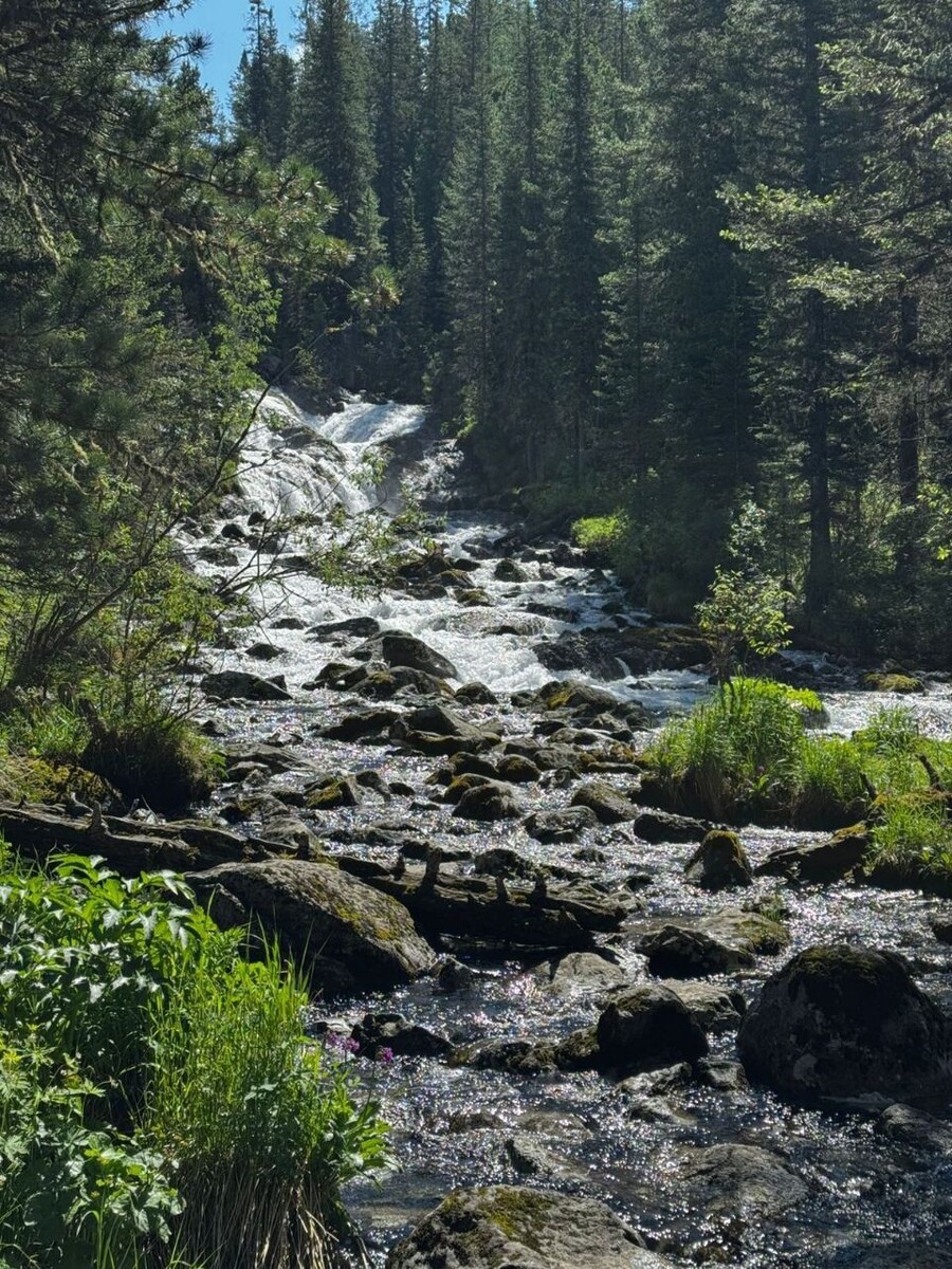    Катунский заповедник. Источник: Максим Ерлин / Катунский заповедник