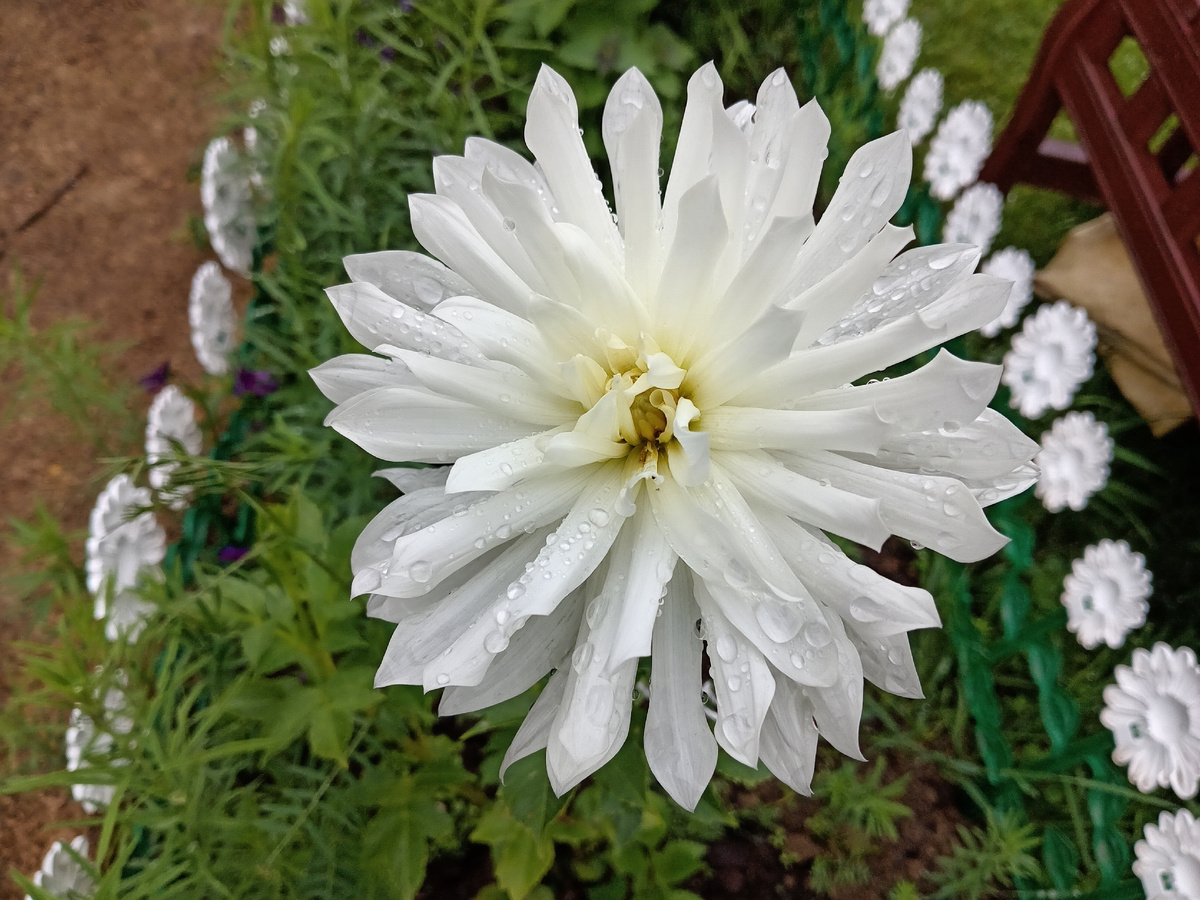 Фото автора. А вот и первый георгин. Зацвел пока только один.