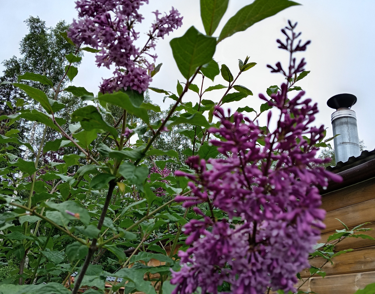 Фото автора.