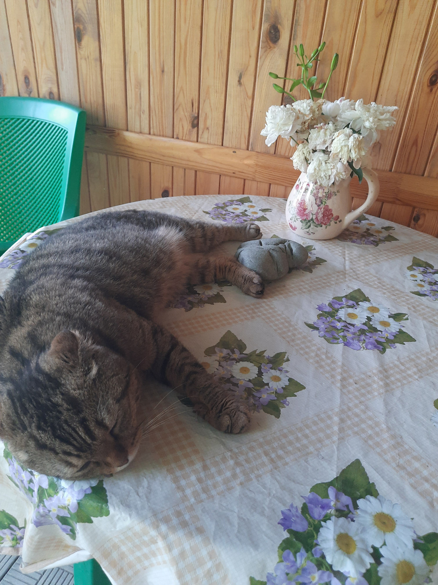 Облюбовал стол 🤦 на веранде