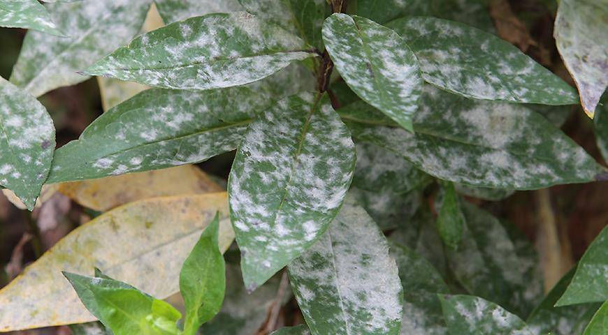 Мучнистая роса