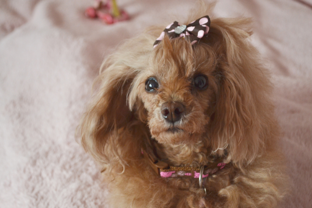 Той-пудель Коко Шанель (2004-2020)