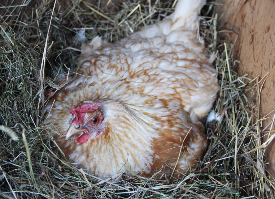 В такой позе курица сидит на яйцах