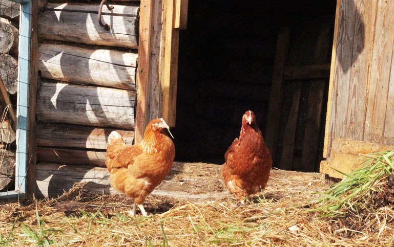 Мои первые курицы. Красные. Так на яйца никто из трех ( а их три) не сел. На яйца сели черные, простые деревенские