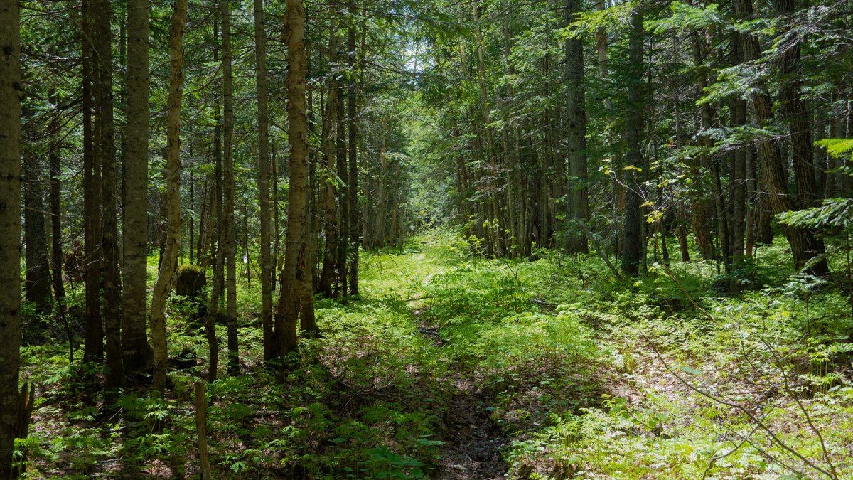 Лесная дорога 