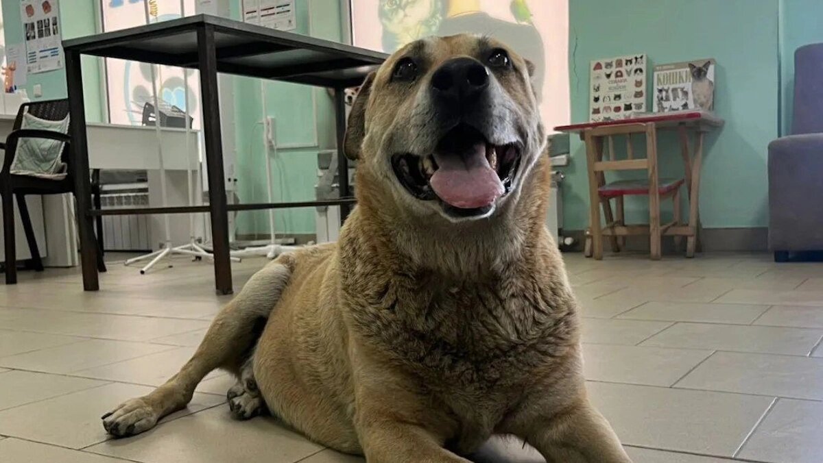    Пёс пришёл в клинику ещё в начале июня. Фото: социальные сети ветеринарной клиники «Тика»