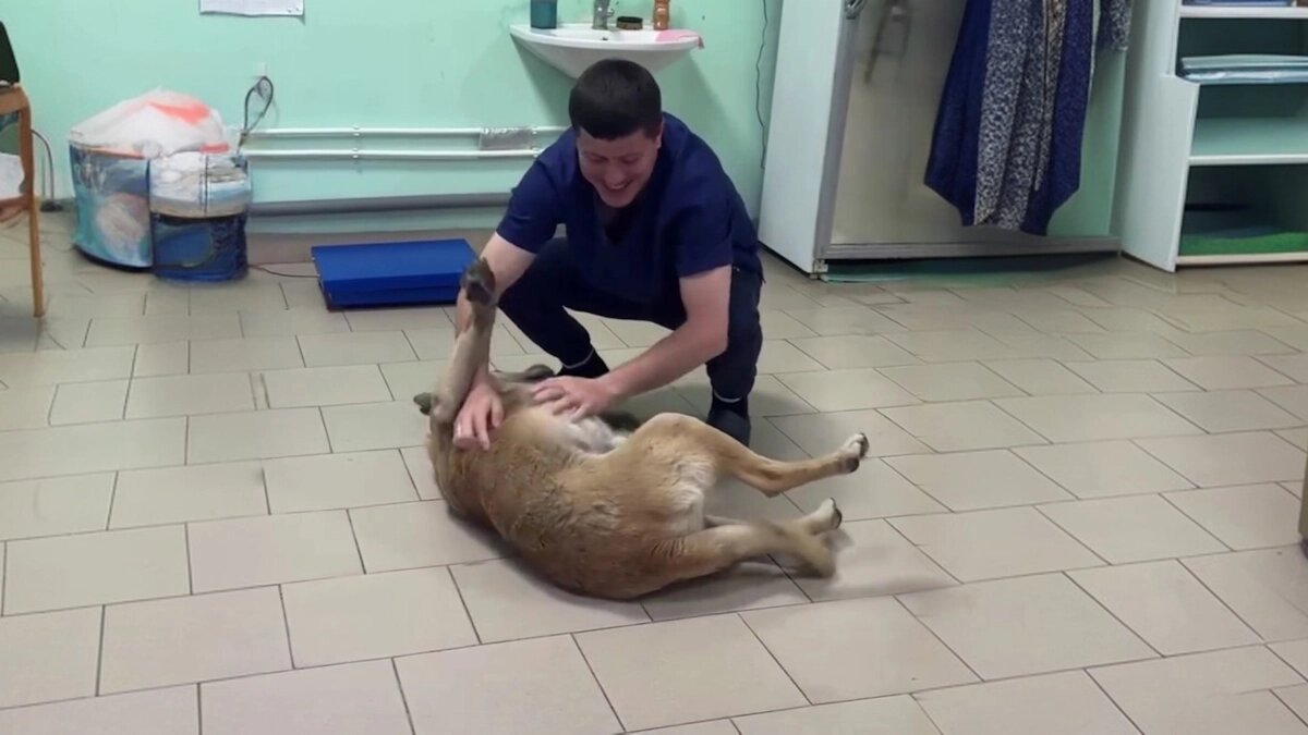    Барбос очень добрый и любит обниматься. Фото: социальные сети ветеринарной клиники «Тика»