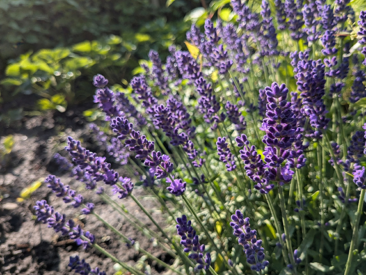 Цветет лаванда на фоне земляники