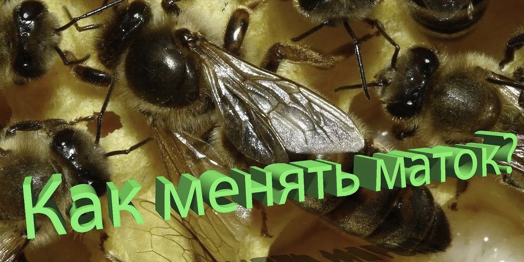 Секреты замены маток от профессора Кашковского