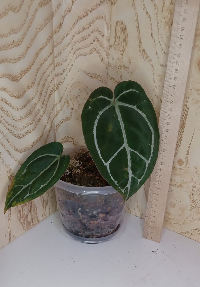 Вот такой был куплен