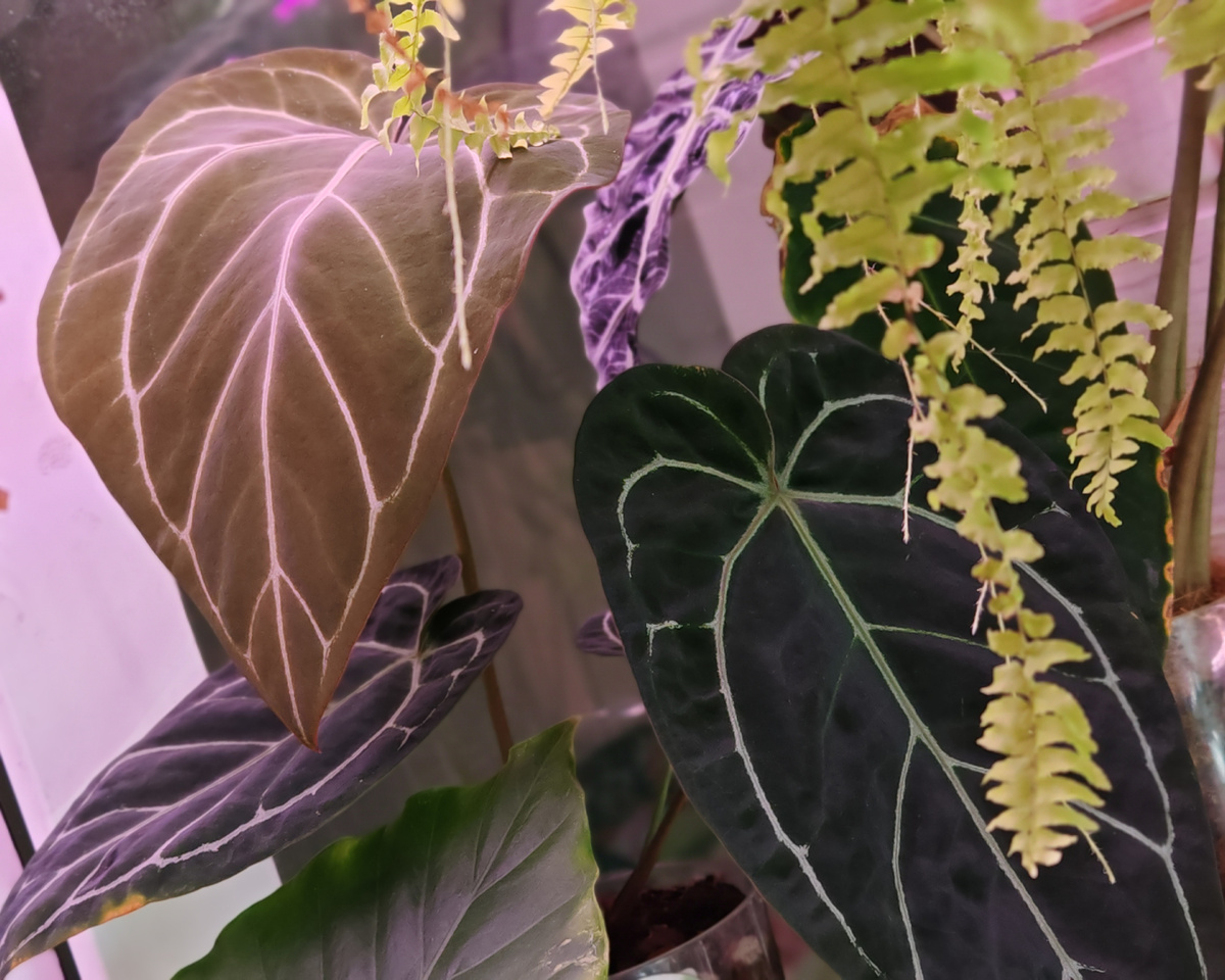 Растёт под скромной досветкой от Юниель