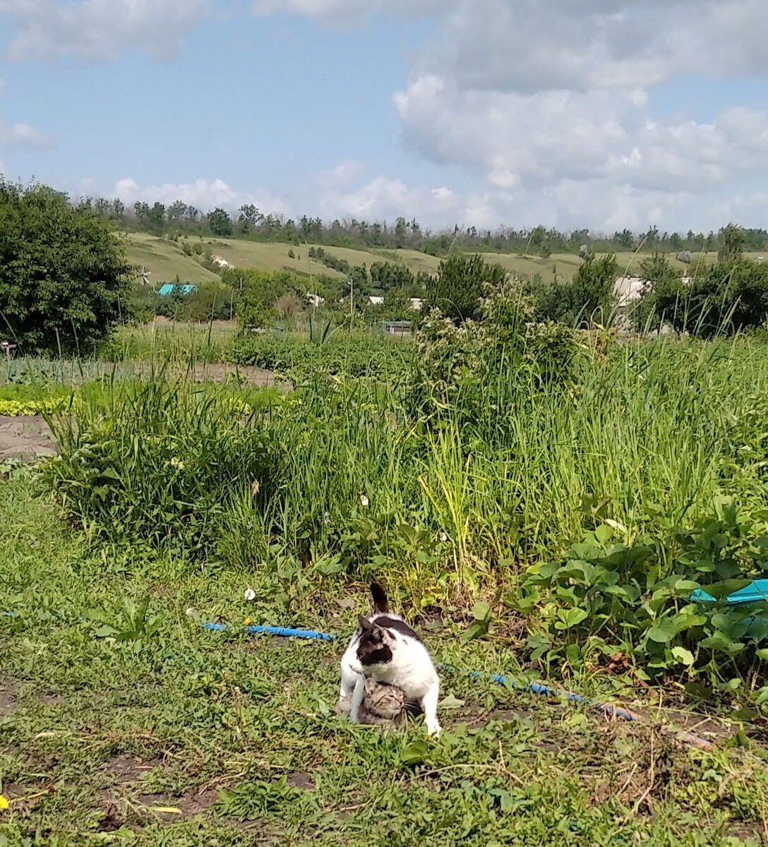 Кошка играет с котёнком. У нас все три остались никто не забрал.