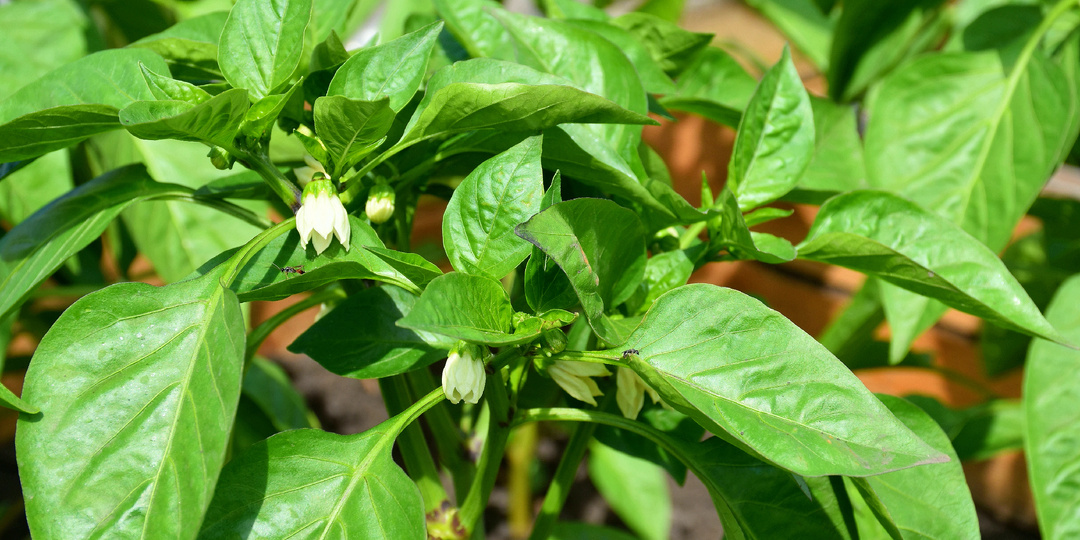 "Перцы во всю цветут": проводим обязательную подкормку для лучшего завязывания плодов (очень хорошо работает при вершинной гнили)