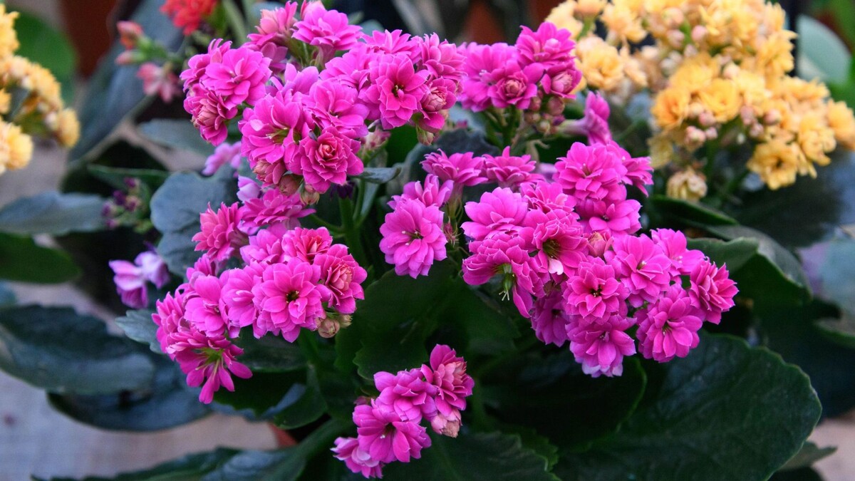    Фото: Юрий Здебский / «Ямал-Медиа»