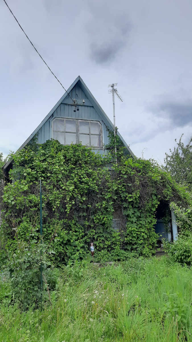 По фасаду дома густо вился виноград, а веранду закрывал лимонник.