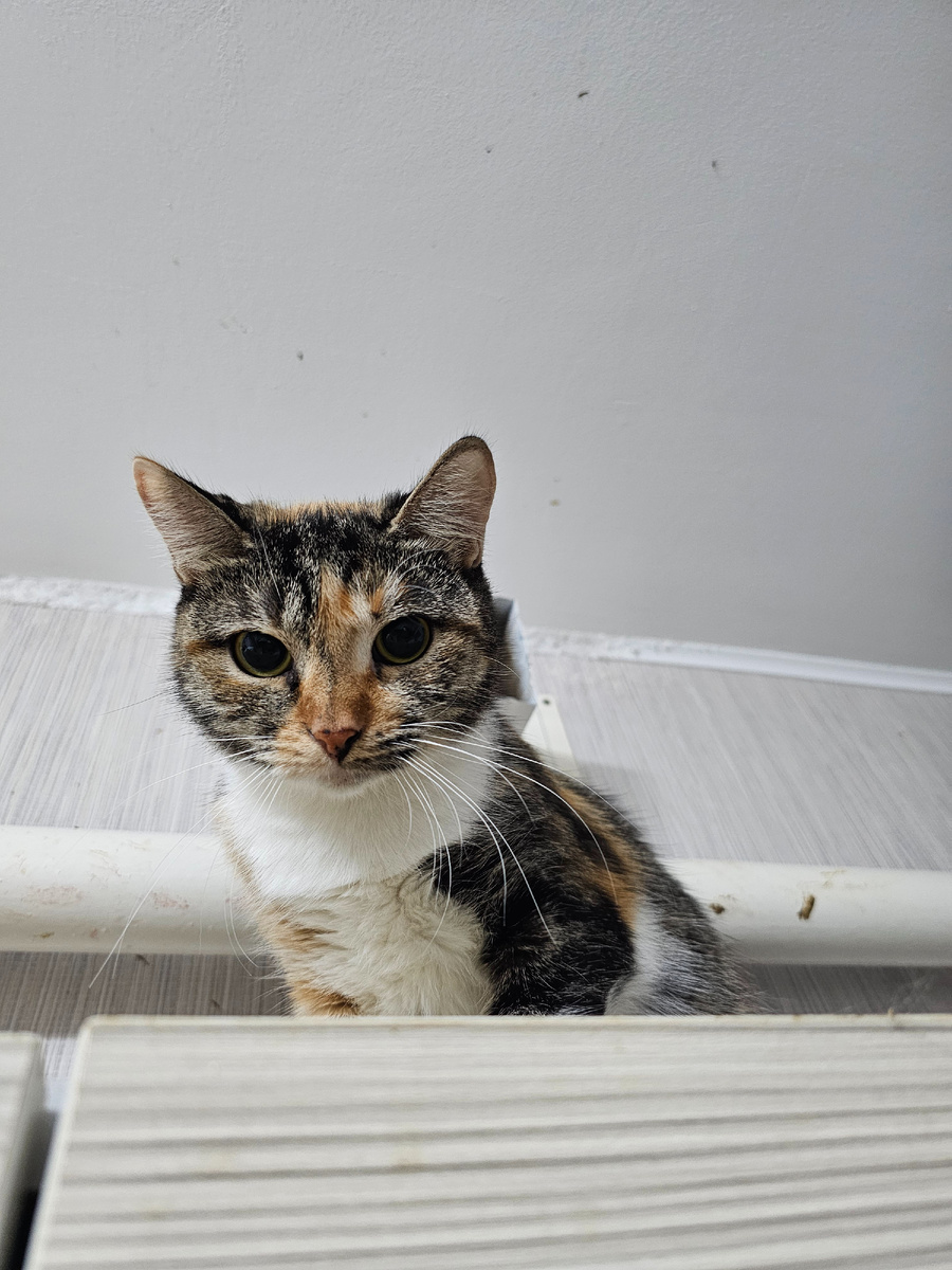 Малышка, которой срочно нужна стерилизация