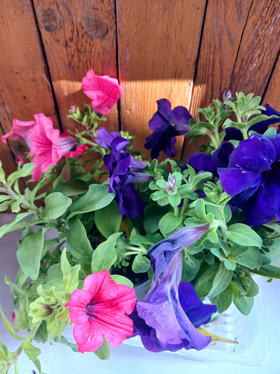 "Доброе утро, мир! Ты прекрасен!" Фото автора