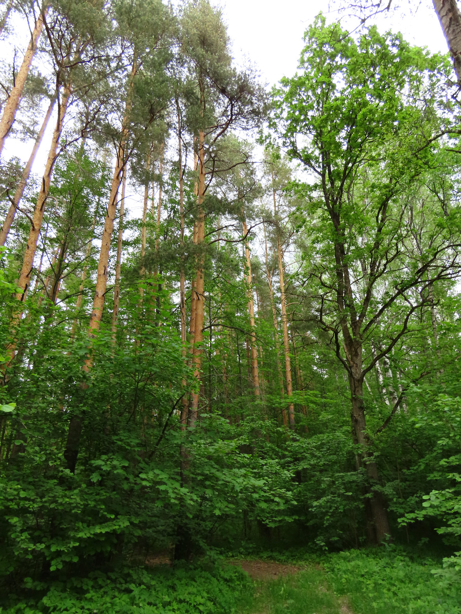 Лес в начале июня. 