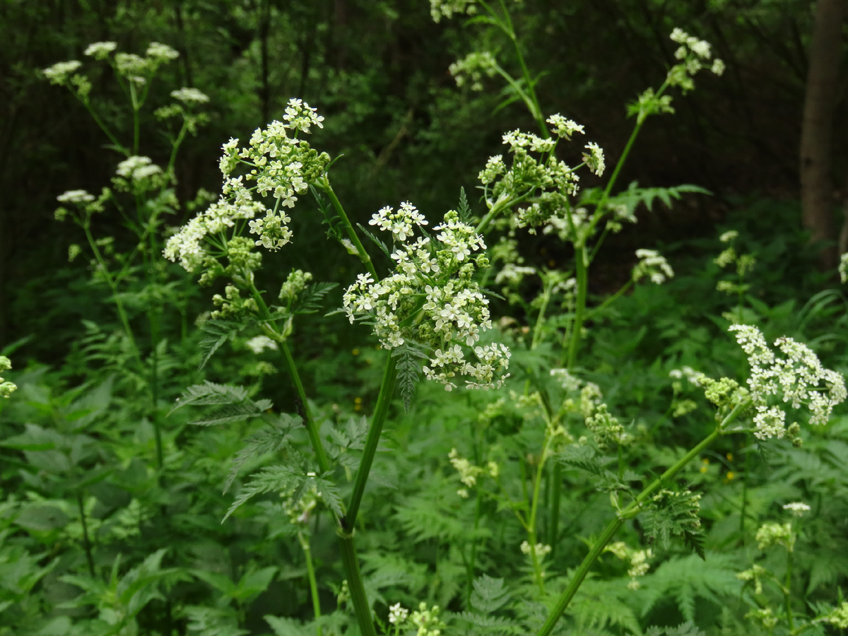 Цветы купыря. 