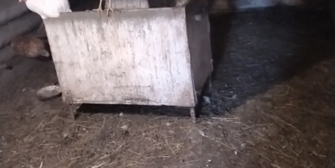 Тело было в курятнике