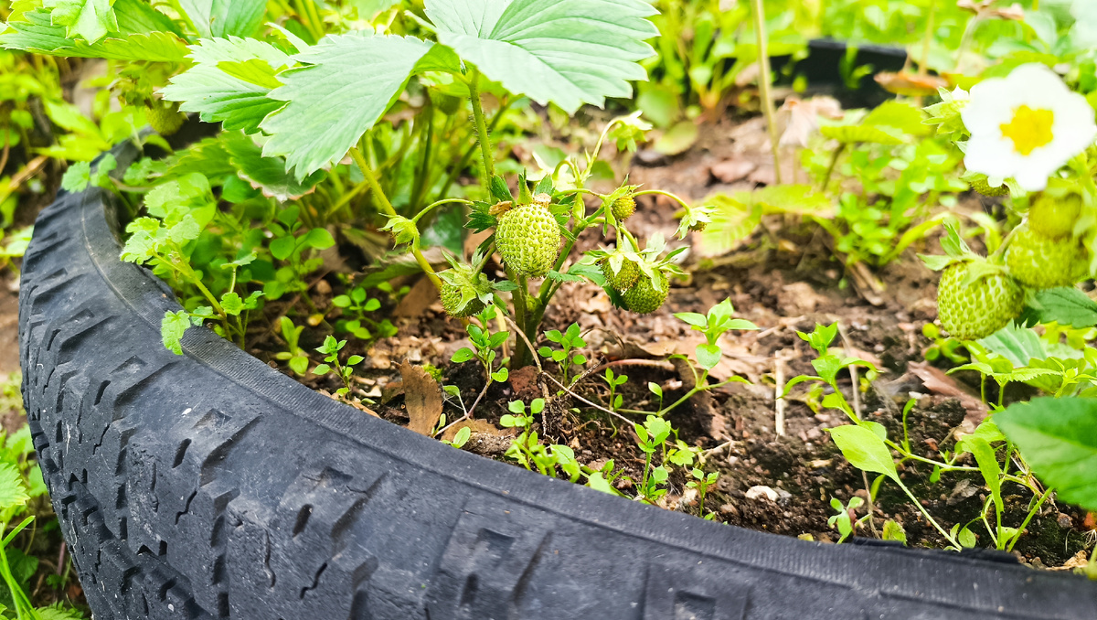Друзья клубника растёт быстрее, чем на грядке это факт.