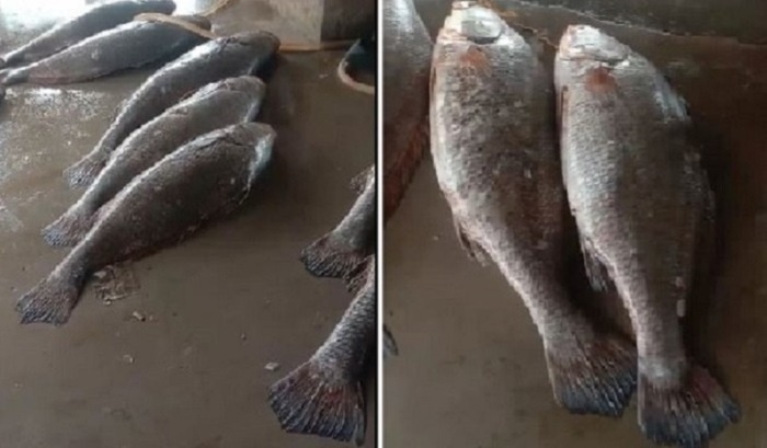    Индийский рыбак стал миллионером, выловив редкую стаю пятнистых горбылей