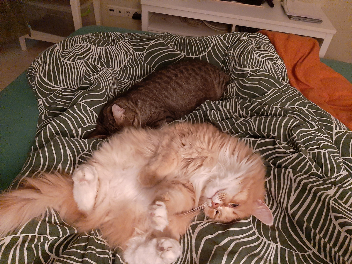 "Эта кровать принадлежит нам!"