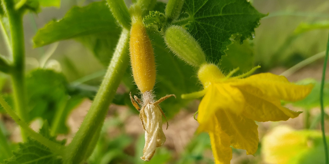 Почему огурцы желтеют на кусте, не дозревая, и как это исправить