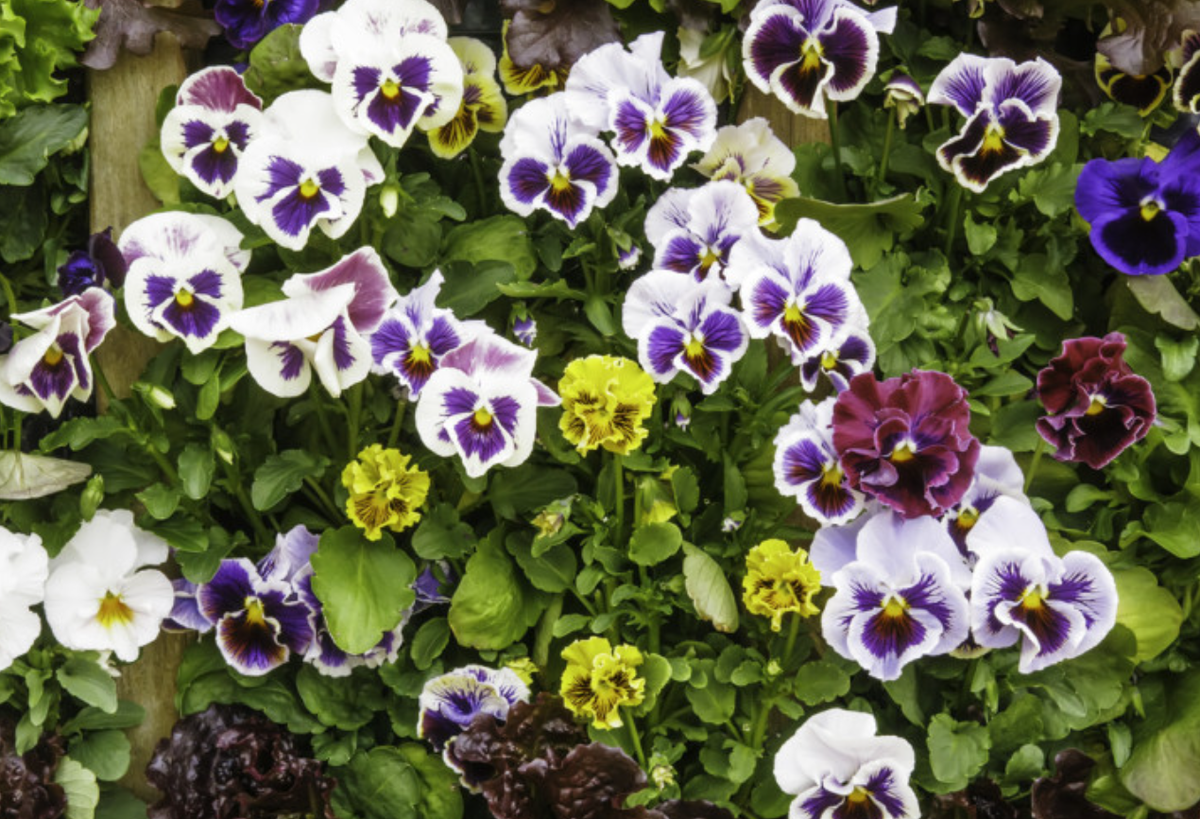 Источник фото: shutterstock.com