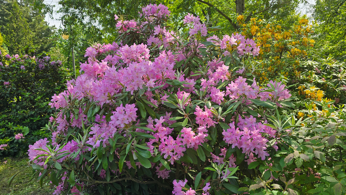 Рододендрон