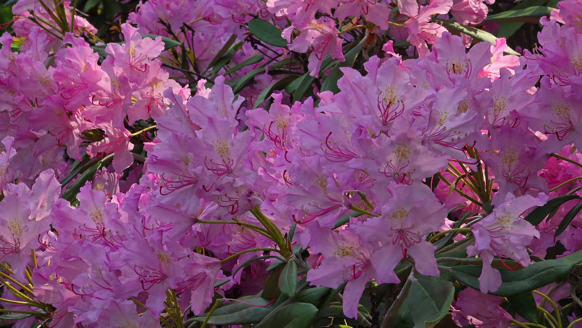 Рододендрон