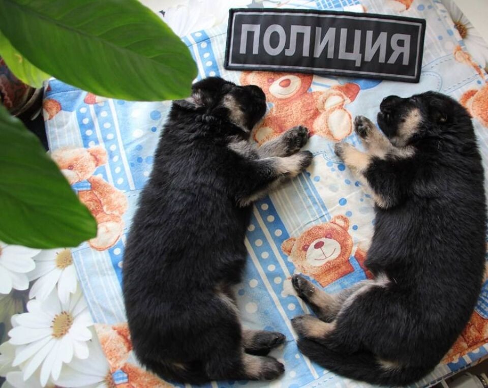    Щенки немецкой овчарки Лав Лав энд Спирит Миссия. Источник: ГУ МВД по Алтайскому краю