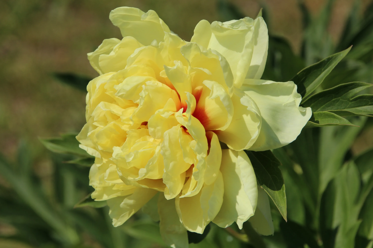 Источник фото: 7dach.ru