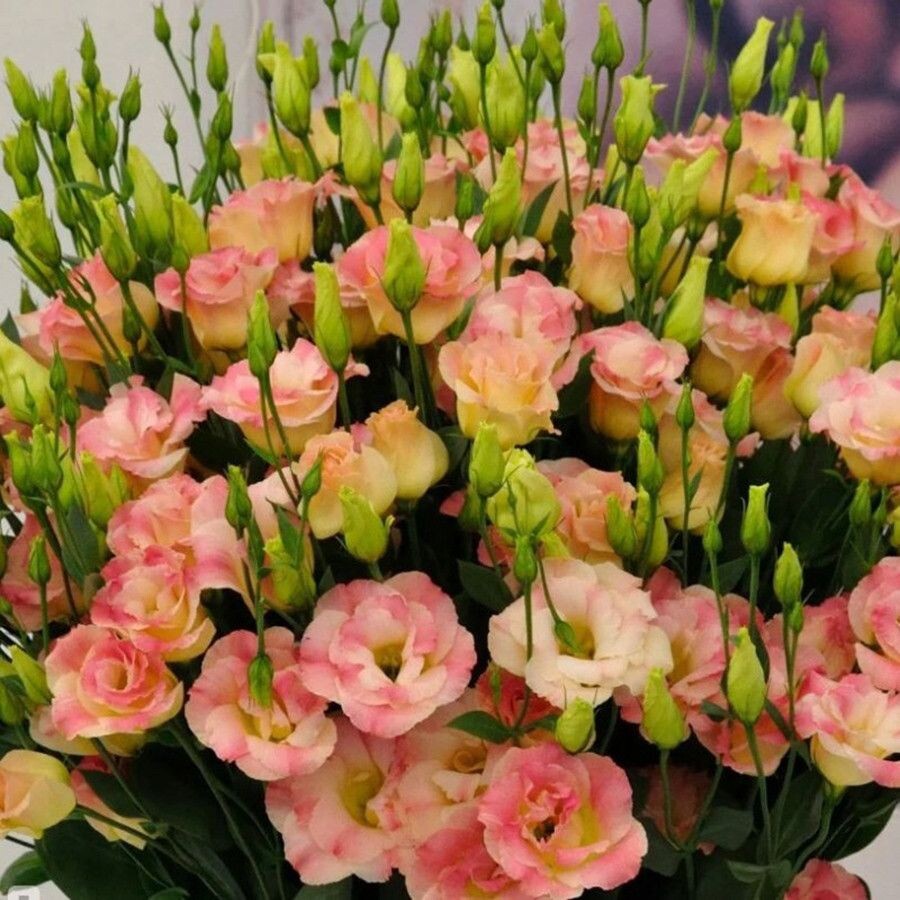 Яндекс-картинки