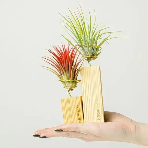   Воздушные растения в подарок выпускнику Мария Казённова