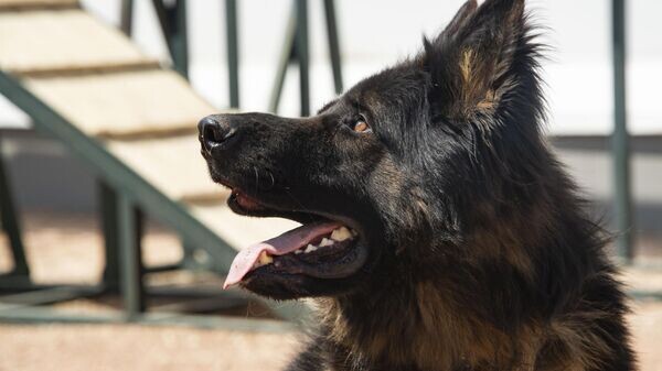    © РИА Новости Крым . Дмитрий Макеев