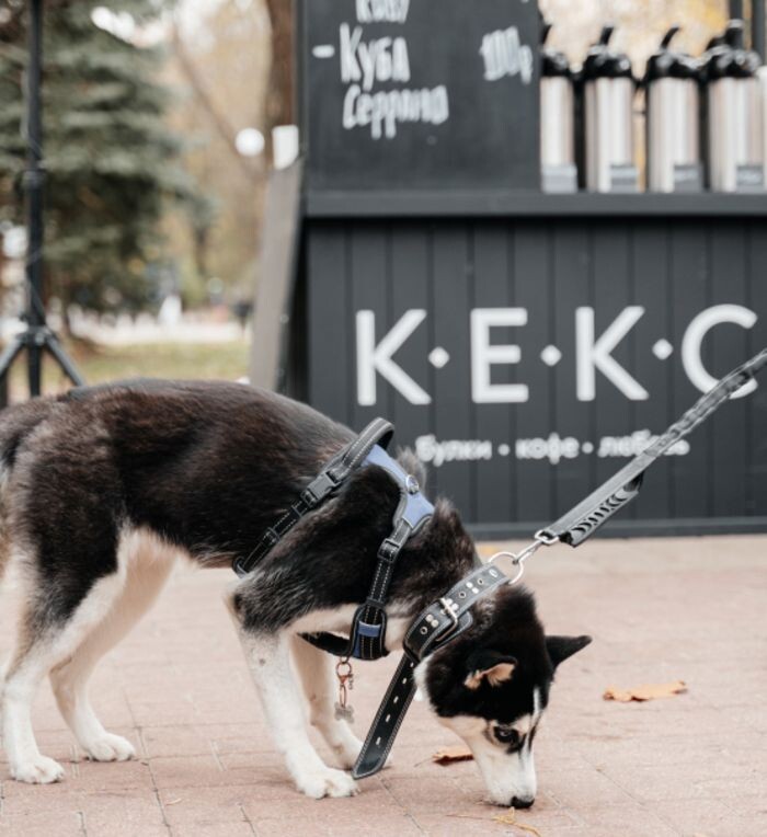 Источник фото: Кекс / Vk.com