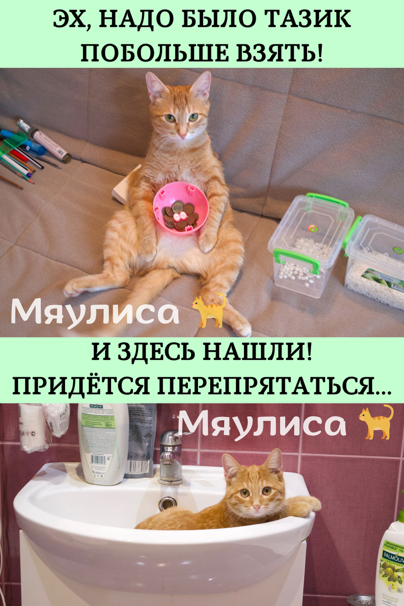 Фото: Я, Василиса, собираю мелочь и прячусь в раковине — автор: Каролина, @Myaulisa